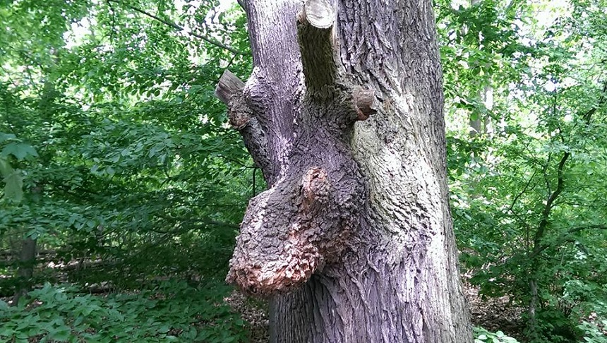 Schlafende Fabelwesen